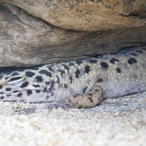 Common Leopard Gecko (Eublepharis macularius) October 18, 2025