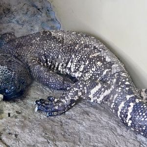 Mexican Beaded Lizard (Heloderma horridum) October 18, 2025