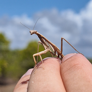 Spiny Grass Mantis (Archimantis armata)