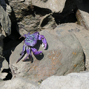Purple Climber Crab (Metopograpsus frontalis)