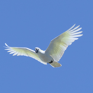 Sulphur-crested Cockatoo (Cacatua galerita galerita)