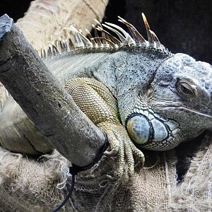 Green Iguana (Iguana iguana) October 18, 2025