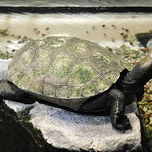 Japanese Pond Turtle (Mauremys japonica) October 18, 2025