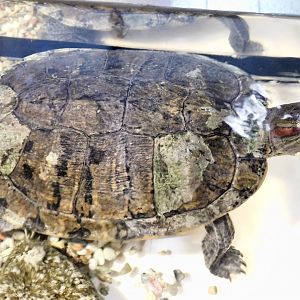 Red-Eared Slider (Trachemys scripta elegans) October 18, 2025