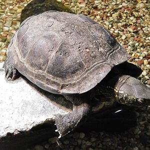 Chinese Pond Turtle (Mauremys reevesii) October 18, 2025