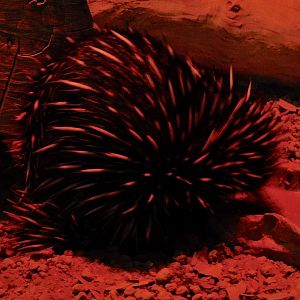 Short-Beaked Echidna (Tachyglossus aculeatus) October 18, 2025