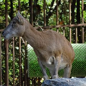Ménagerie Jardin des Plantes (Species id ?)