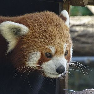 Red panda