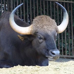Gaur