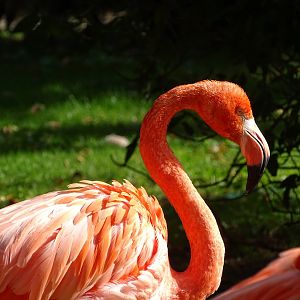 American flamingo (Phoenicopterus ruber)