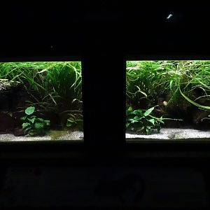 Lake Patzcuaro salamander (Ambystoma dumerilii) exhibit