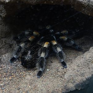 Brachypelma smithi