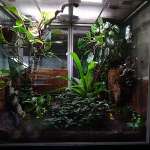 Golden poison frog (Phyllobates terribilis) exhibit