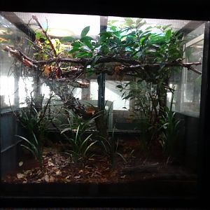 Takydromus sexlineatus exhibit