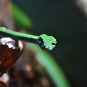 Asian Vine Snake (Ahaetulla prasina)
