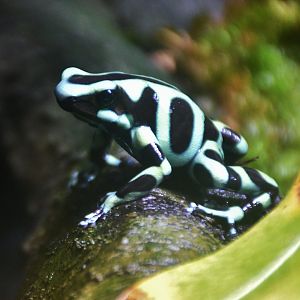 Green and Black Poison Dart Frog (Dendrobates auratus)
