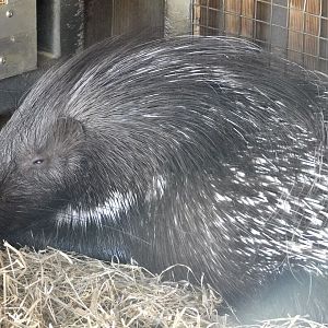 African Crested Porcupine (Hystrix cristata) October 18, 2025