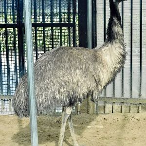 Emu (Dromaius novaehollandiae) October 18, 2025