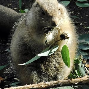 Black-Tailed Prairie Dog (Cynomys ludovicianus) October 18, 2025