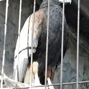 Harris's Hawk (Parabuteo unicinctus) October 18, 2025