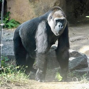 Western Lowland Gorilla (Gorilla gorilla gorilla) October 18, 2025