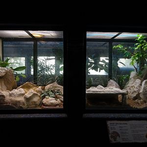 Sheltopusik (Pseudopus apodus) exhibit