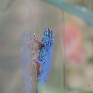 William's electric blue gecko (Lygodactylus williamsi)