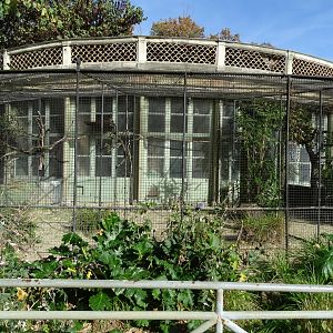 Little bustard (Tetrax tetrax) aviary