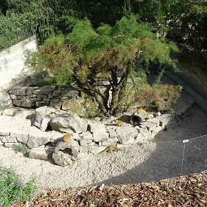 Yellow mongoose (Cynictis penicillata) exhibit
