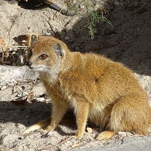 Yellow mongoose (Cynictis penicillata)