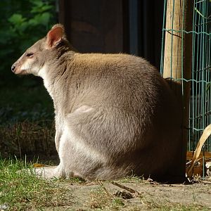 Dusky pademelon (Thylogale brunii)