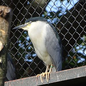 Black-crowned night heron (Nycticorax nycticorax)