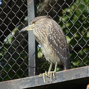Black-crowned night heron (Nycticorax nycticorax)