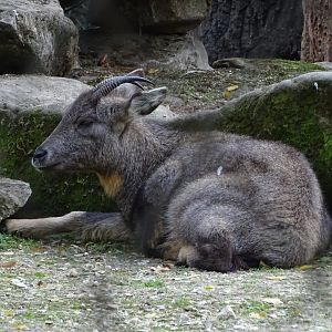 Chinese goral (Naemorhedus griseus)