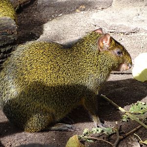 Azara's agouti (Dasyprocta azarae)