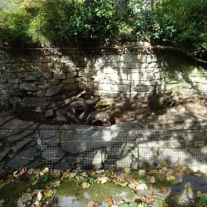 Azara's agouti (Dasyprocta azarae) exhibit