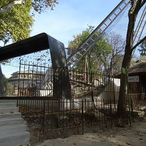 Orangutans future exhibit