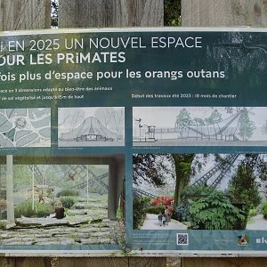 Orangutans future exhibit