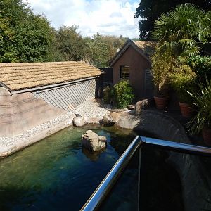 Humboldt penguin enclosure 110925