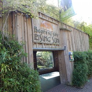 Bears of the Rising Sun - Malayan sun bear enclosure 110925