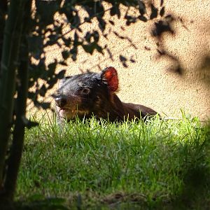 Tasmanian devil (Sarcophilus harrisii)