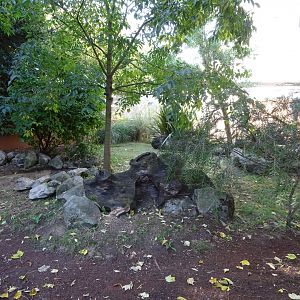 Tasmanian devil (Sarcophilus harrisii) exhibit