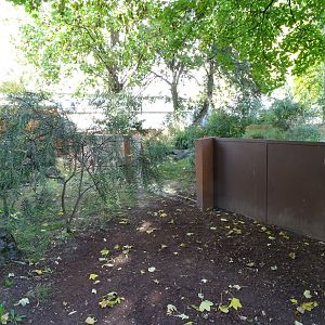 Tasmanian devil (Sarcophilus harrisii) exhibit
