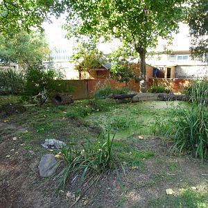 Tasmanian devil (Sarcophilus harrisii) exhibit