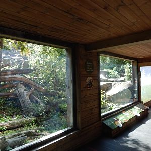 Bears of the Rising Sun - Malayan sun bear enclosure 110925