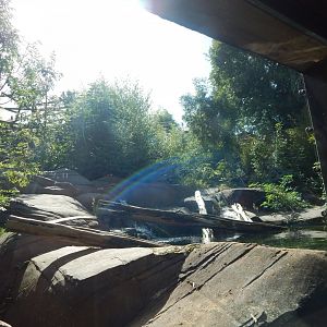 Bears of the Rising Sun - Malayan sun bear enclosure 110925