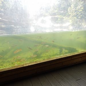 Bears of the Rising Sun - Malayan sun bear enclosure 110925