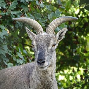 Bharal (Pseudois nayaur)