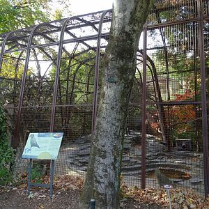 Kea (Nestor notabilis) aviary