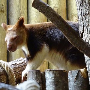Goodfellow's tree-kangaroo (Dendrolagus goodfellowi)